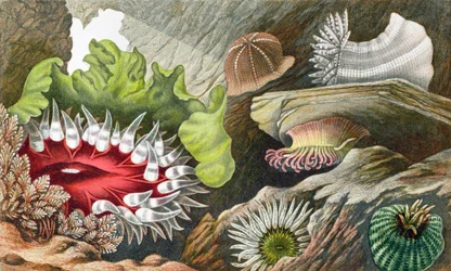 Der Edelstein-Pimplet, der Glaucus-Pimplet und der Rotgefleckte Pimplet, Platte IV aus 